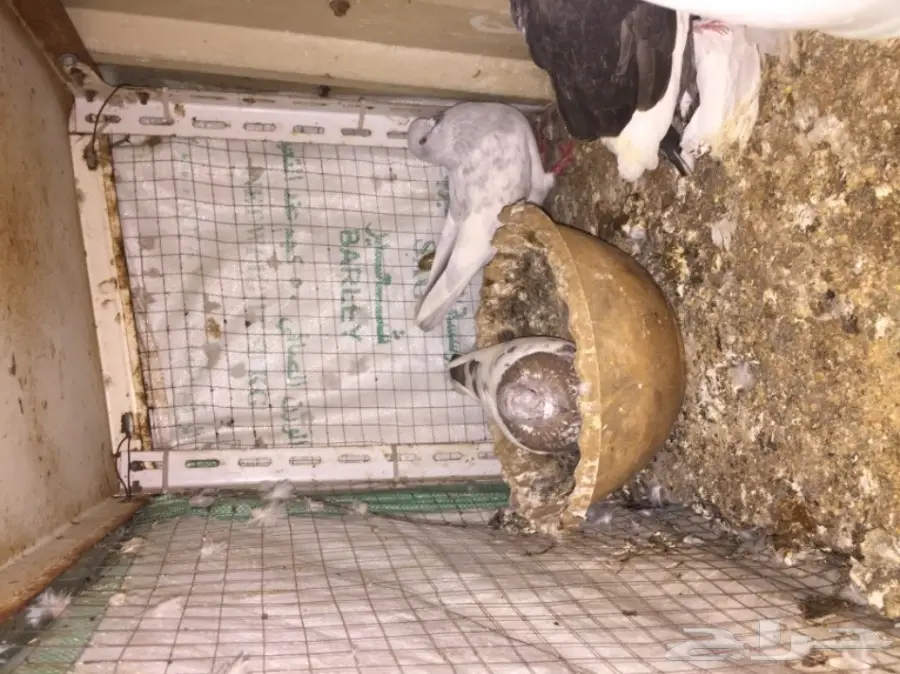 دورة بط (دجاج) ممتازة للبيع - فرخ واحد فقط (image 2)