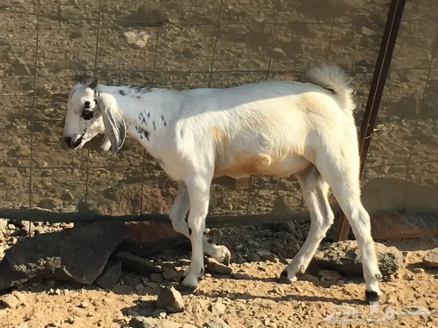 للبيع تيوس لباني  (image 4)