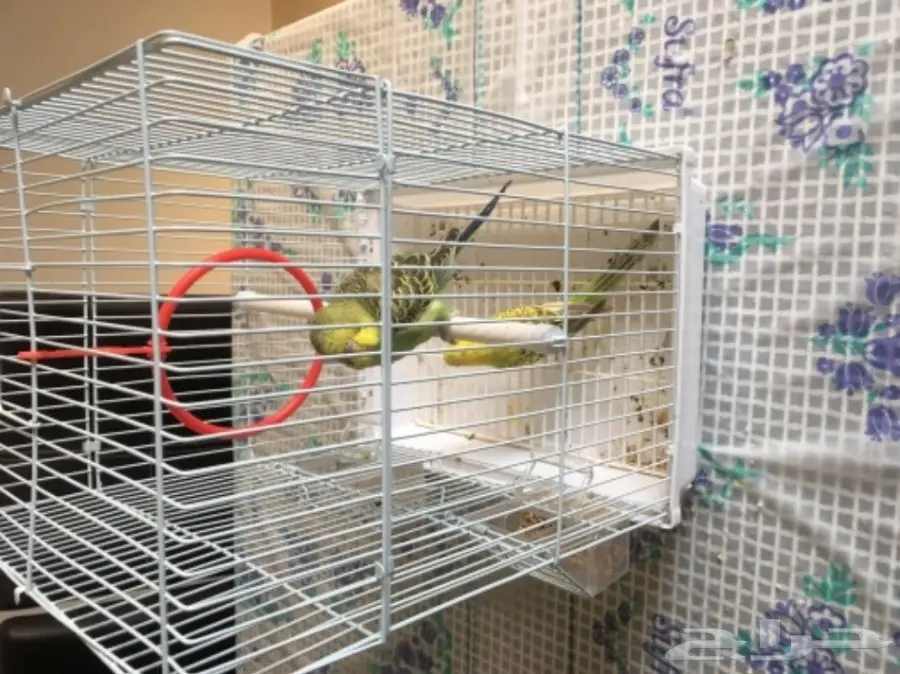 طيور حب مع القفص