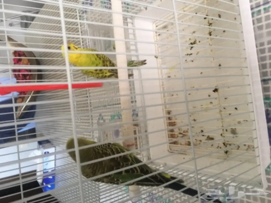 طيور حب مع القفص (image 1)