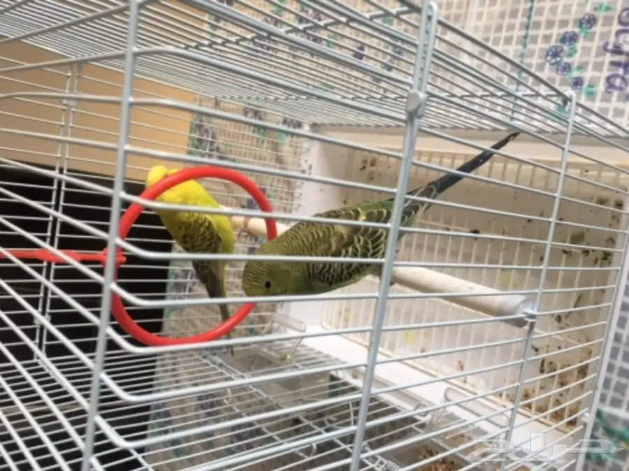 طيور حب مع القفص (image 2)