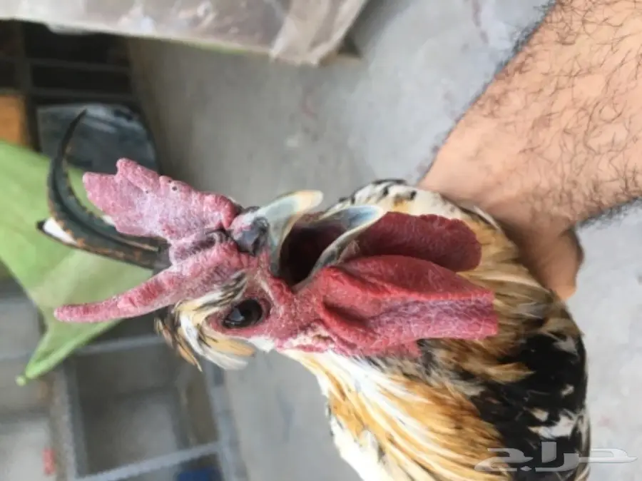 للبيع ديك حباحب مستوا حلو 