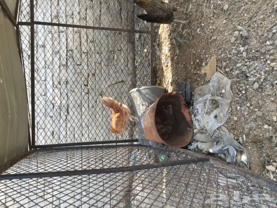 دجاج العدد حدود 15