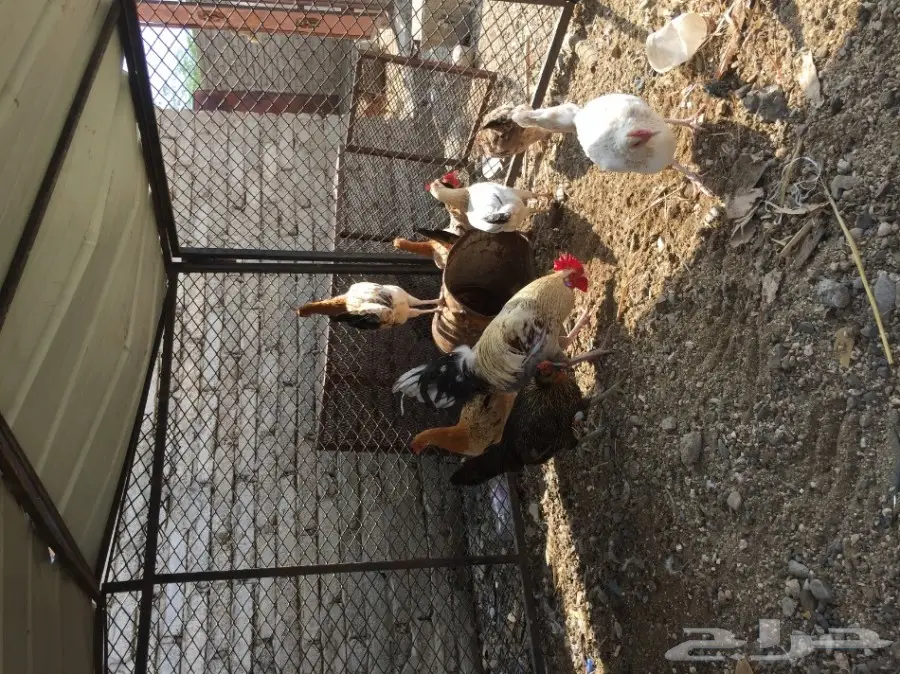 دجاج العدد حدود 15 (image 1)