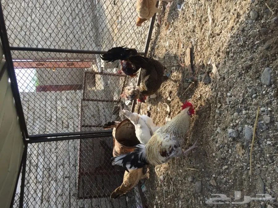 دجاج العدد حدود 15 (image 2)