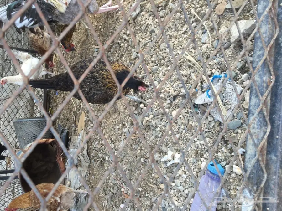 دجاج العدد حدود 15 (image 3)