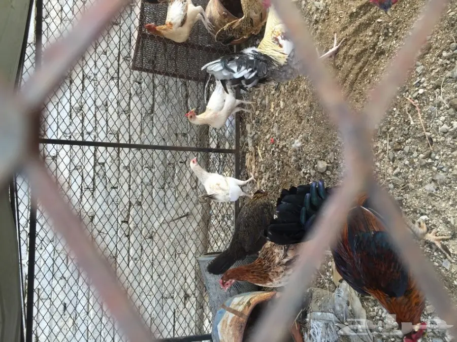 دجاج العدد حدود 15 (image 4)