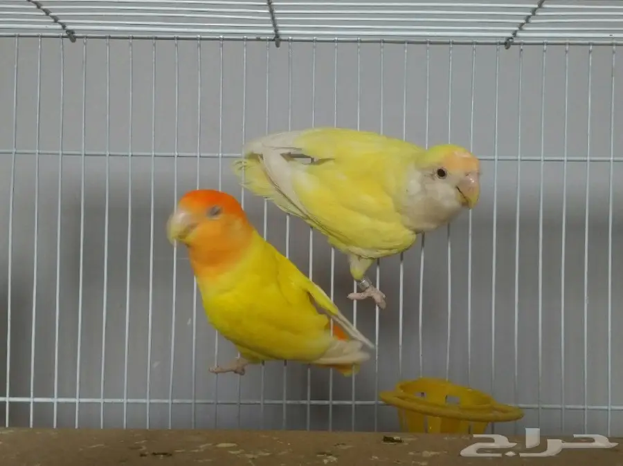 جوز روز (image 1)