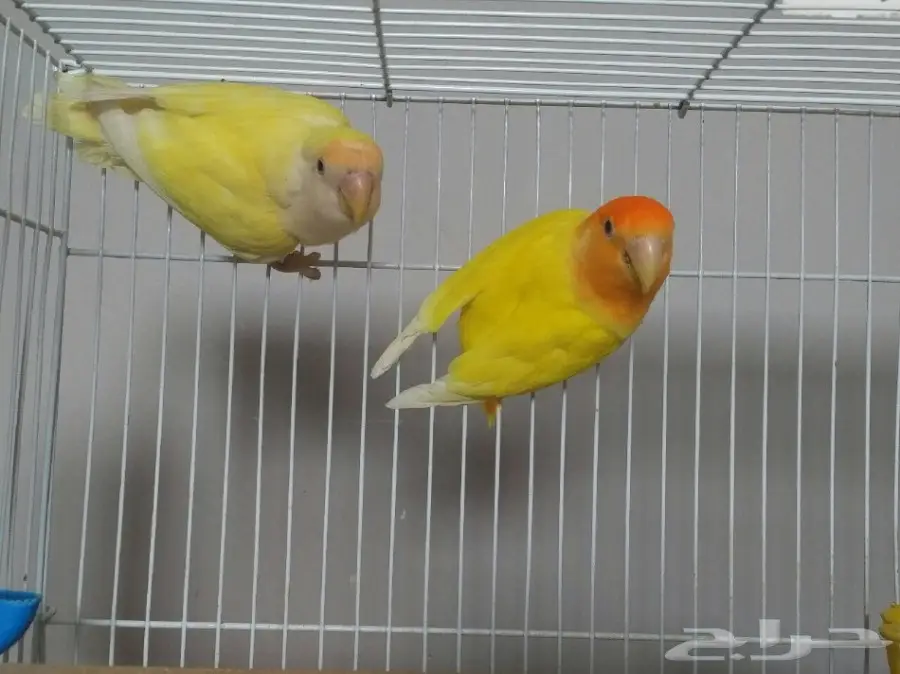 جوز روز (image 2)