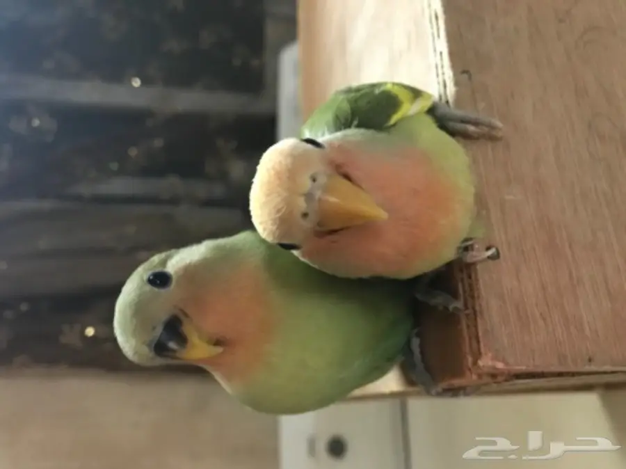 فروخ روز هدد (image 2)