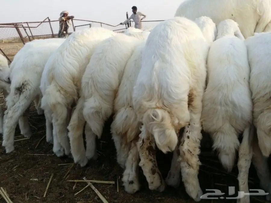 ذبايح حريه نظيفه ومشروطه مع الذبح والتوصيل (image 1)