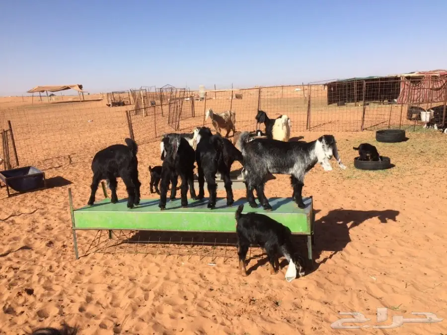 معزا طيبات متاويم (image 3)