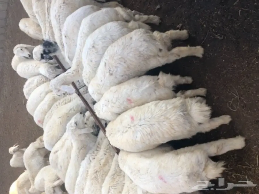 بهم للبيع جمله وتفريد