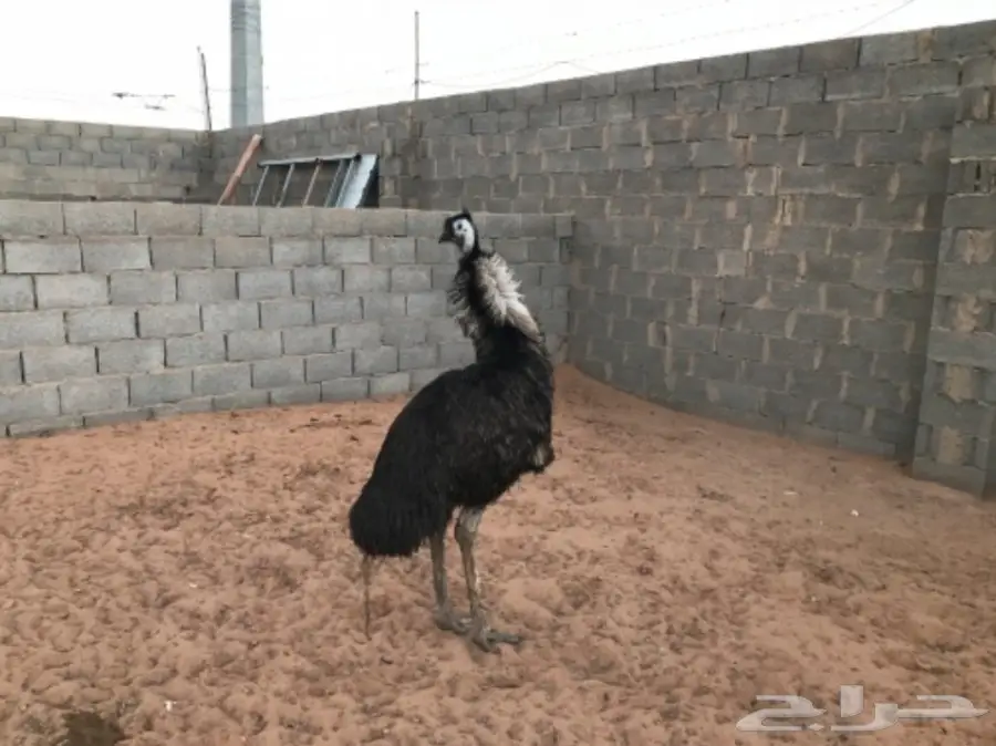 نعامه انثى (image 2)