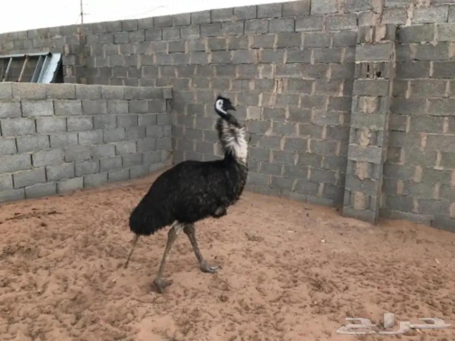 نعامه انثى (image 3)