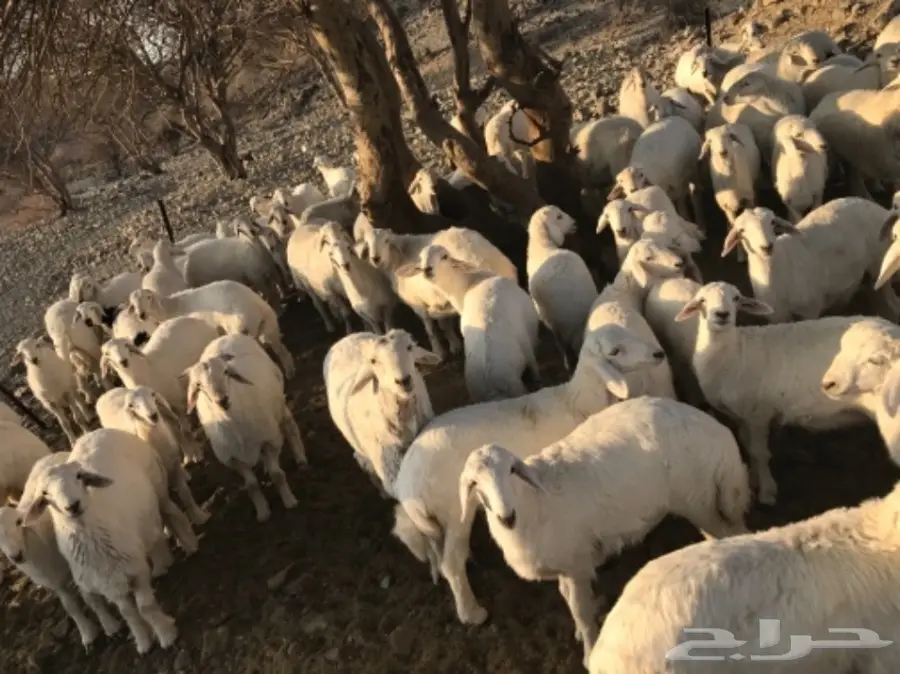 طليان ورخال للبيع حريات