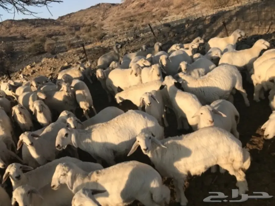 طليان ورخال للبيع حريات (image 1)