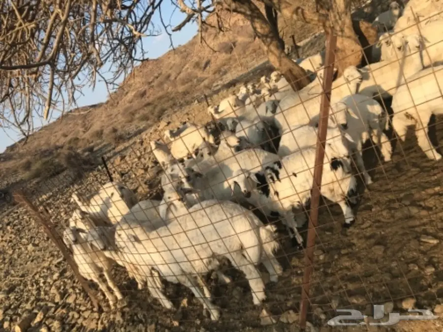 طليان ورخال للبيع حريات (image 2)