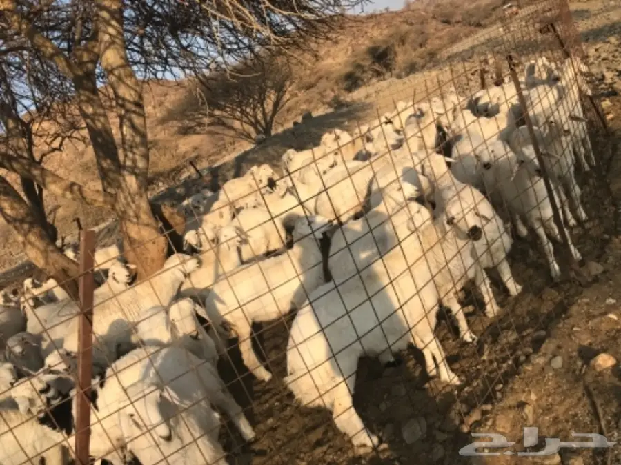 طليان ورخال للبيع حريات (image 3)