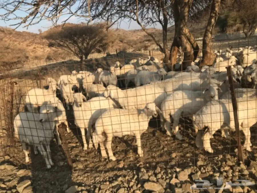 طليان ورخال للبيع حريات (image 4)