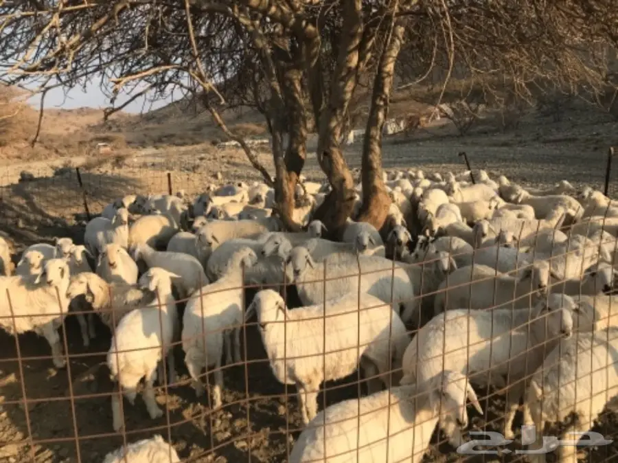 طليان ورخال للبيع حريات (image 5)