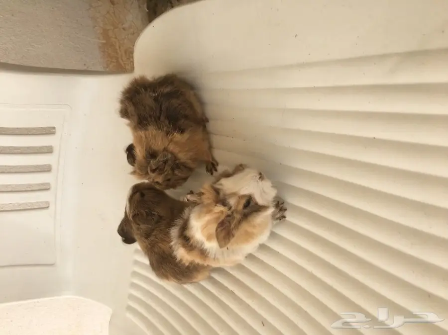 ارانب وبران بلدي  (image 2)