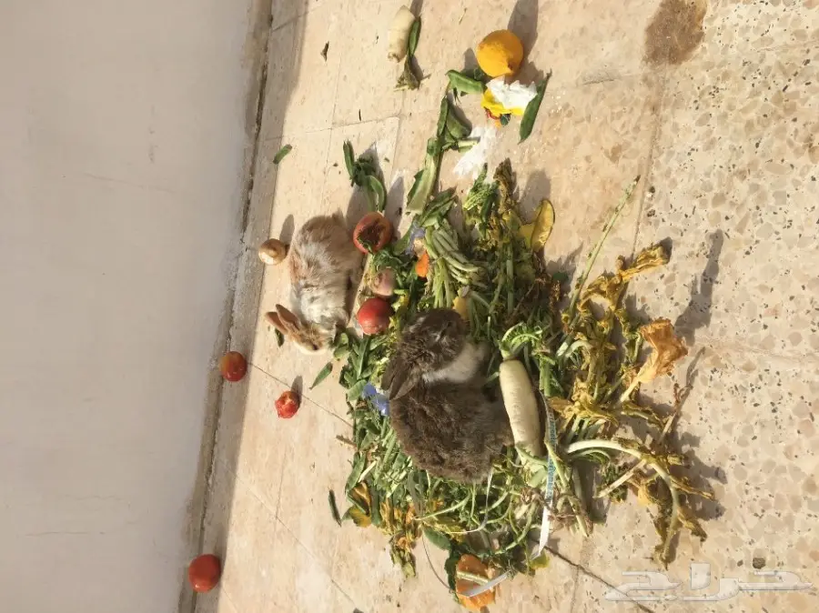 ارانب وبران بلدي  (image 3)