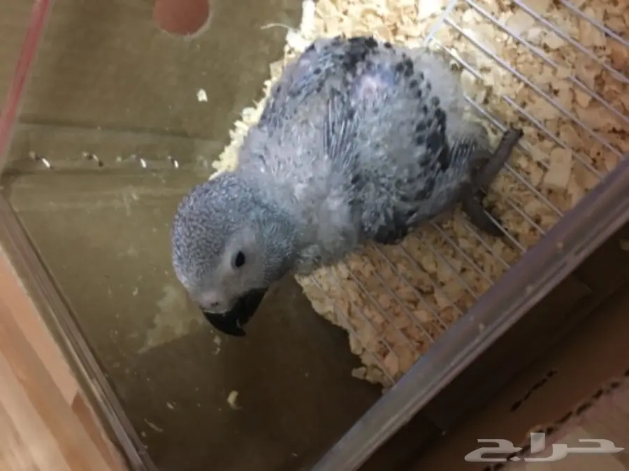 فرخ كاسكو غر 