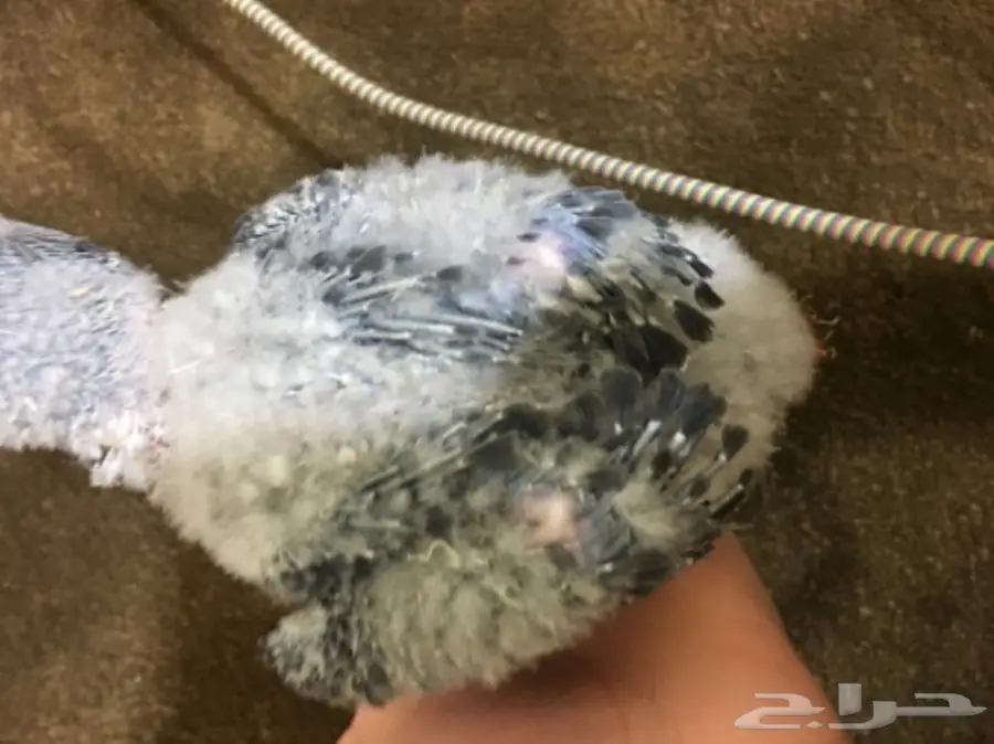 فرخ كاسكو غر  (image 2)