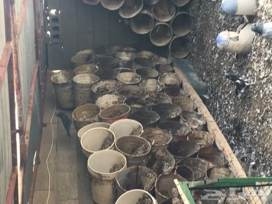 للبيع سطول بويه للحمام