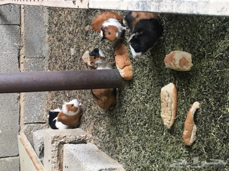 وبر بلدي  وبران بلديه