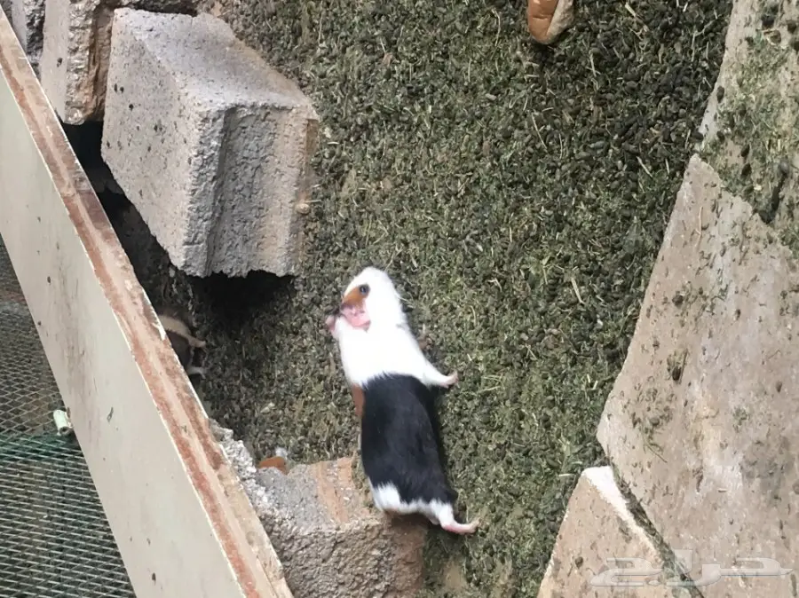 وبر بلدي  وبران بلديه (image 1)