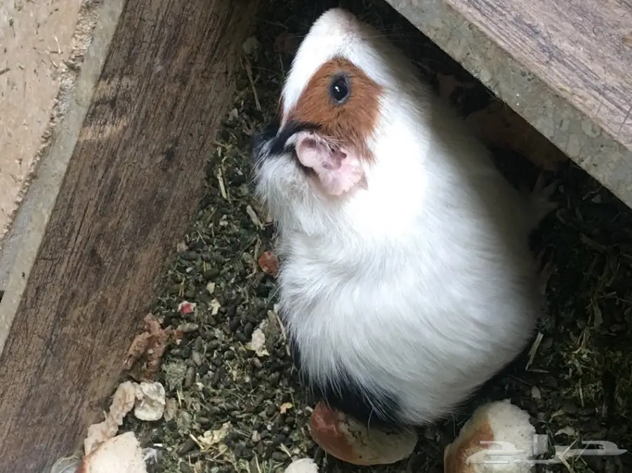 وبر بلدي  وبران بلديه (image 2)