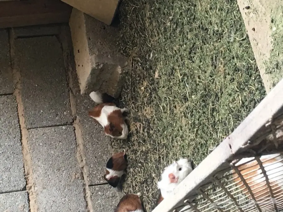 وبر بلدي  وبران بلديه (image 3)