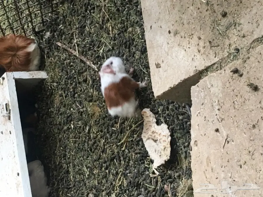 وبر بلدي  وبران بلديه (image 4)