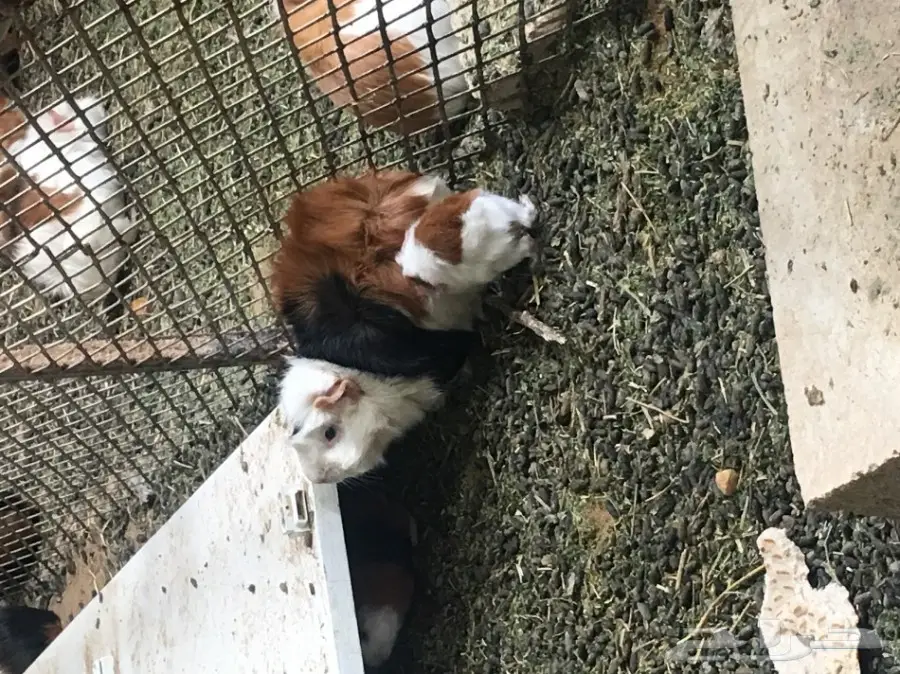 وبر بلدي  وبران بلديه (image 5)