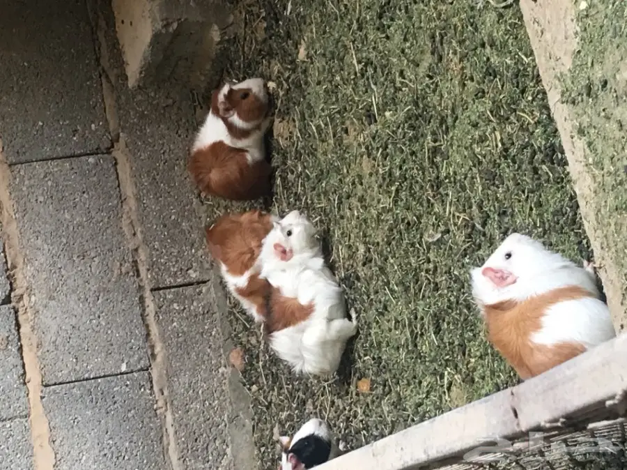 وبر بلدي  وبران بلديه (image 6)