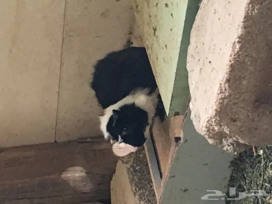 وبر بلدي  وبران بلديه (image 7)