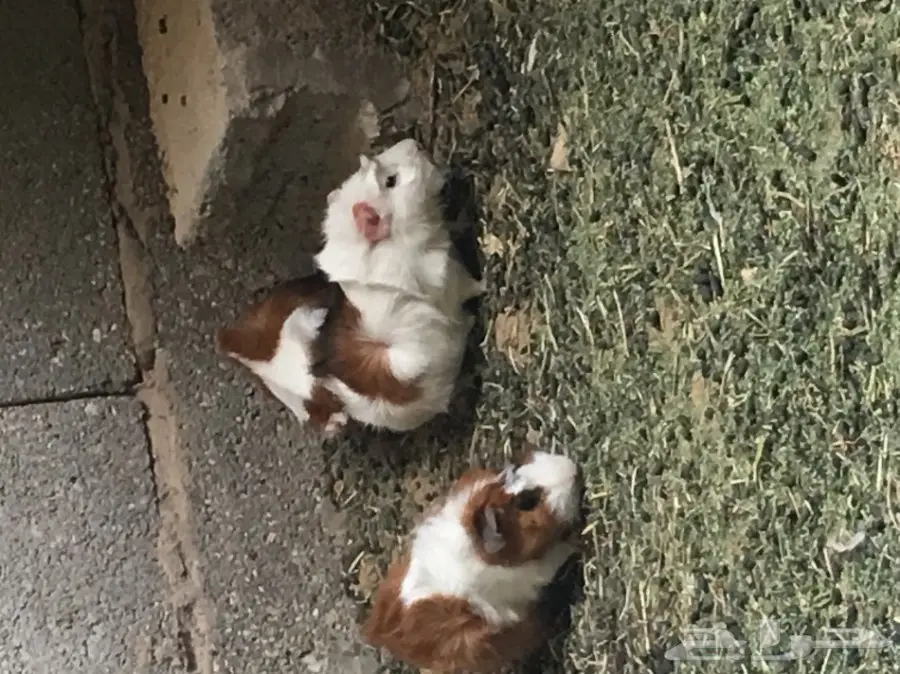 وبر بلدي  وبران بلديه (image 8)