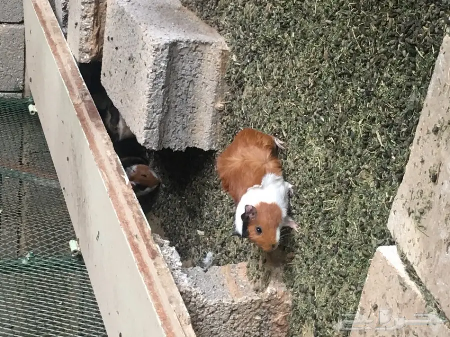 وبر بلدي  وبران بلديه (image 9)