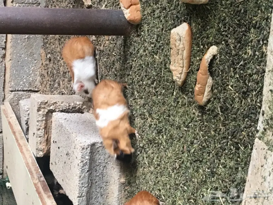 وبر بلدي  وبران بلديه (image 10)