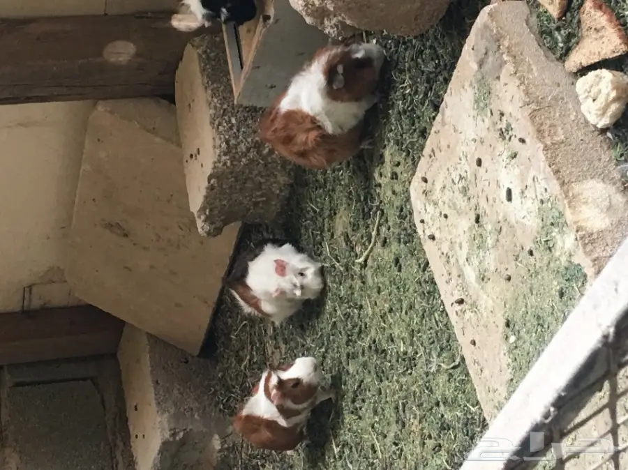 وبر بلدي  وبران بلديه (image 11)