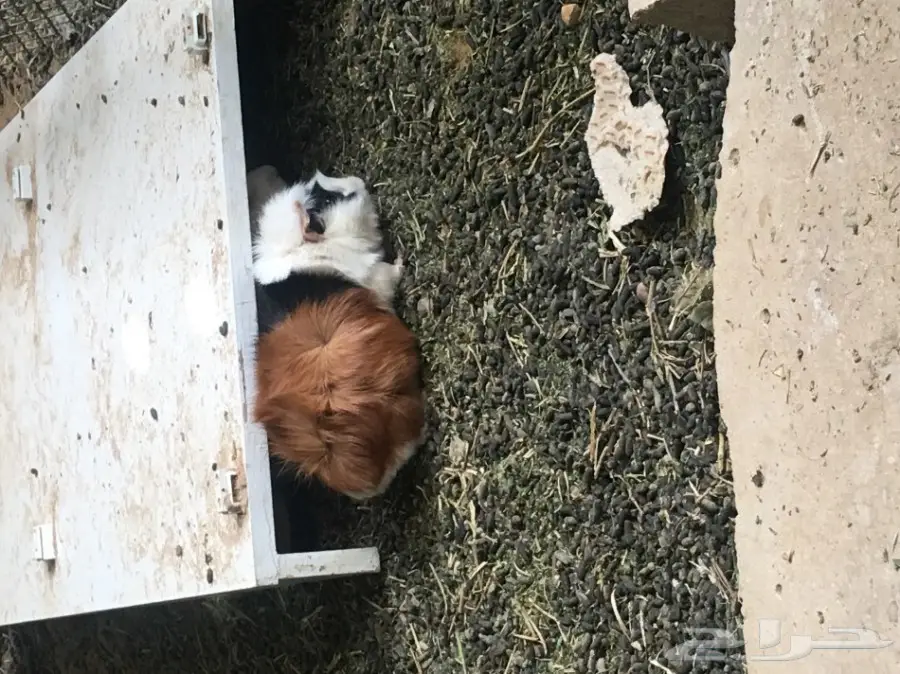 وبر بلدي  وبران بلديه (image 12)