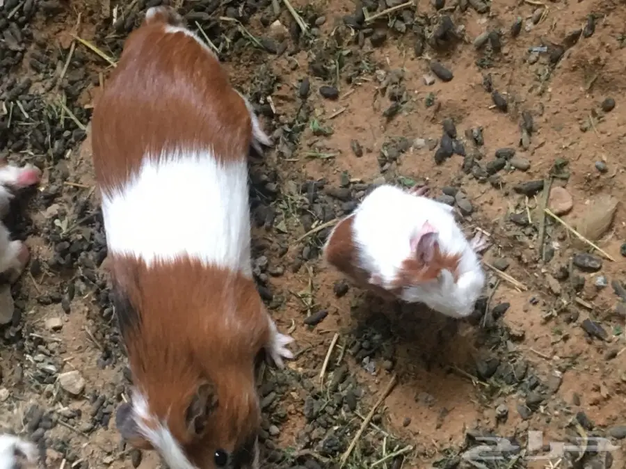 وبر بلدي  وبران بلديه (image 13)