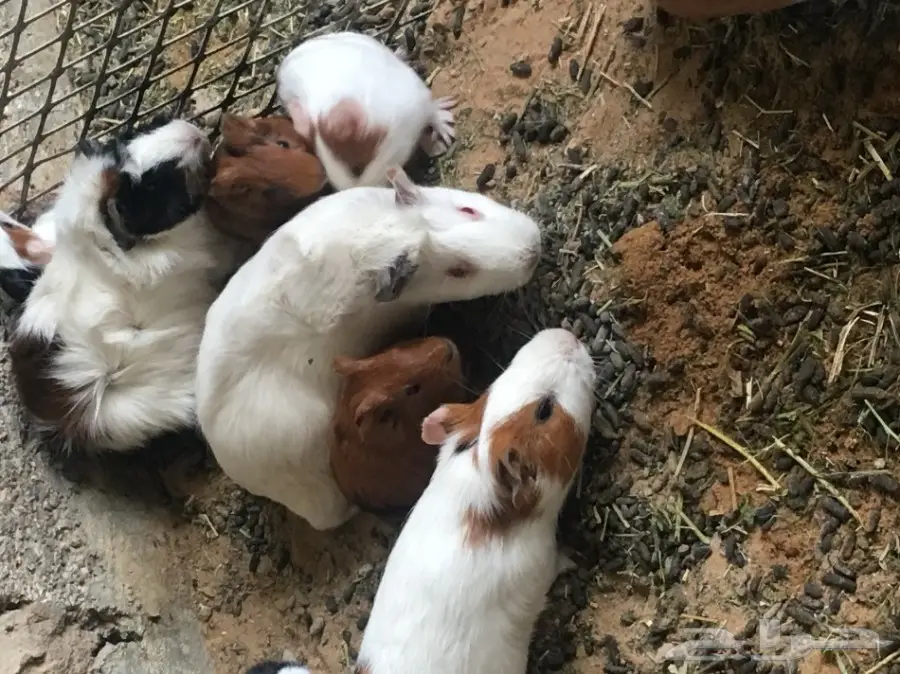 وبر بلدي  وبران بلديه (image 14)