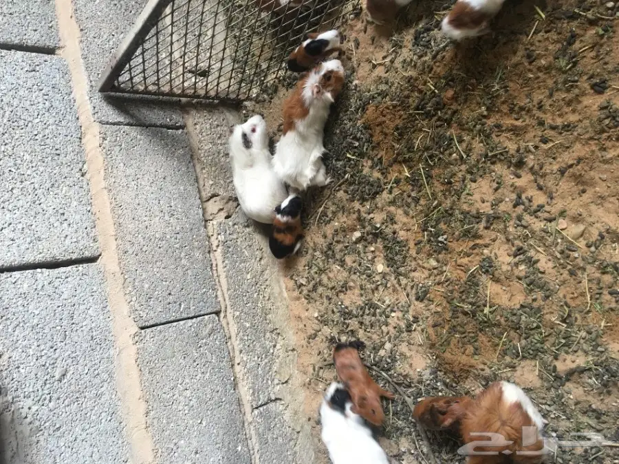 وبر بلدي  وبران بلديه (image 15)