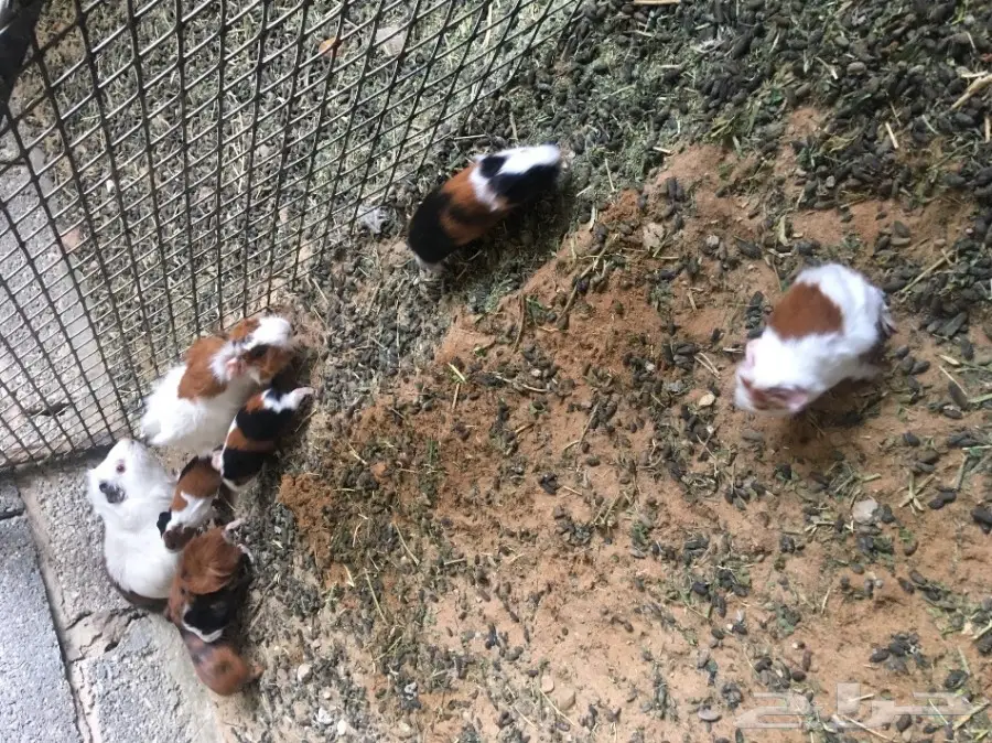 وبر بلدي  وبران بلديه (image 16)