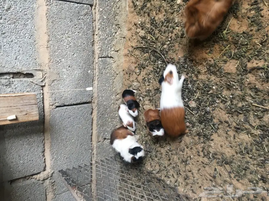 وبر بلدي  وبران بلديه (image 17)