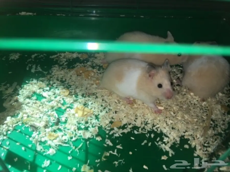 هامسترات جميله الواحد ب 20 