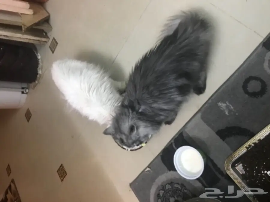 قط  شيرازي  (image 2)